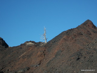 nte Pizzillo-21-10-2012 08-30-20
